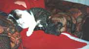 Foto di Darcy che si riposa con Grisou