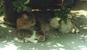 Foto di Pussy con i cuccioli