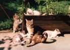 Foto di Pussy con i cuccioli
