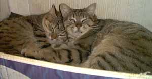 Cleo e Floh