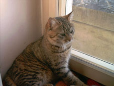 Cleo