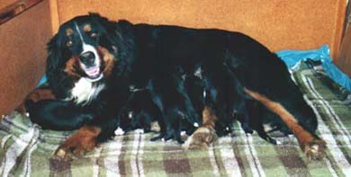Gaja che allatta i cuccioli 