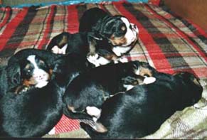 I cuccioli che riposano ammassati