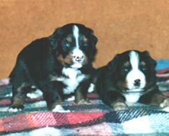 Due cuccioli, un maschietto e una femminuccia