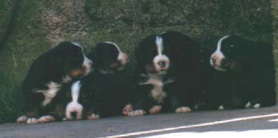 I sette cuccioli un po' spaesati alla loro prima uscita