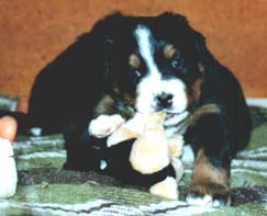 Un cucciolo che gioca