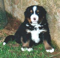 Un cucciolo