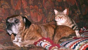 Darcy con la gatta Pussy