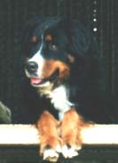 Gaja