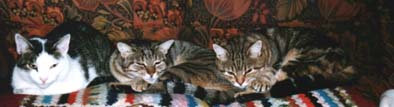 Grisou, Floh e Pussy